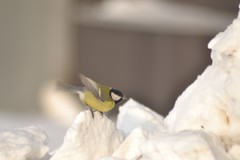 Parus major