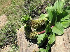 Eucomis autumnalis