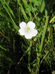 Geranium schlechteri
