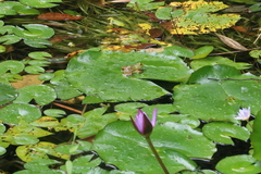 Euphlyctis hexadactyla