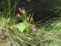 Hesperantha grandiflora