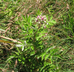 Rubus ludwigii