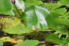 Euphlyctis hexadactyla