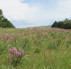 Watsonia densiflora