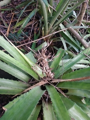 Bromelia chrysantha