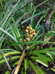 Bromelia chrysantha