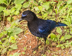 Malabar Whistling-Thrush photo 2