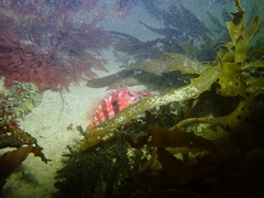 Hypoplectrodes nigroruber