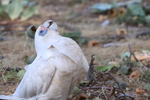 Little Corella (Cacatua sanguinea), photo 10