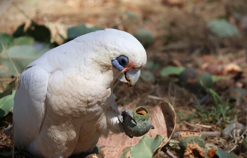 Little Corella (Cacatua sanguinea), photo 7
