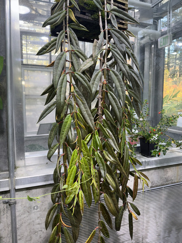 Drymonia decora