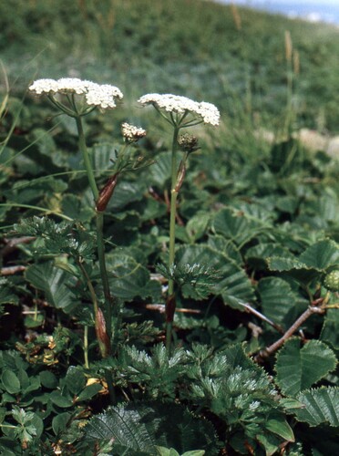 False Snowparsley (Tilingia ajanensis)