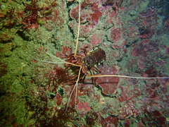 Panulirus cygnus