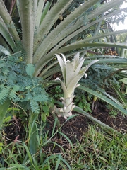Bromelia chrysantha