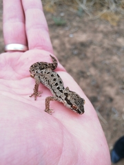 Pachydactylus maculatus