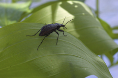 Carabus granulatus yezoensis