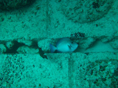 Acanthurus chirurgus