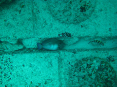 Acanthurus chirurgus