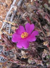 Portulaca philippii
