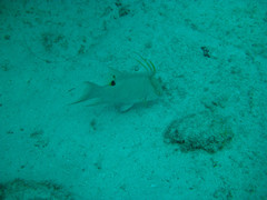 Lachnolaimus maximus