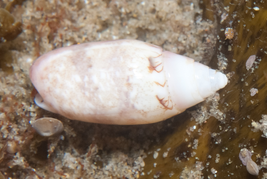 Oliva ozodona sandwicensis