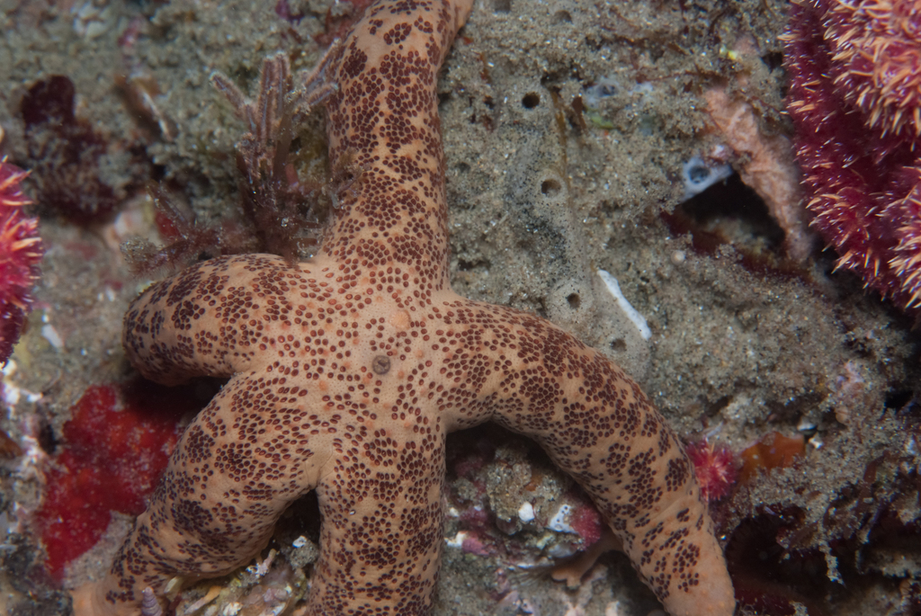 Echinaster purpureus