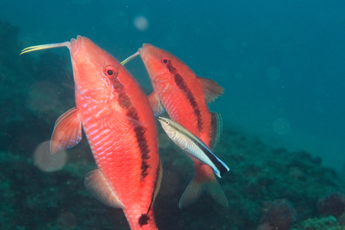 Bandstip-koraalmeerbaars (Parupeneus macronemus) — Mullidae — 3
