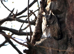 Otus bakkamoena