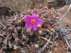 Portulaca philippii