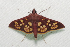 Prenesta fenestrinalis