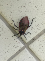 Pachylis pharaonis