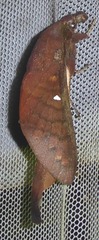 Suana concolor