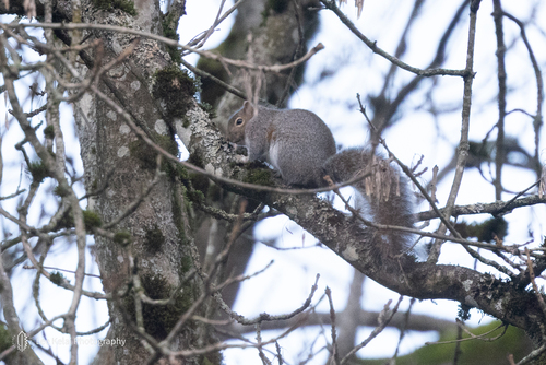 Eastern Gray Squirrel