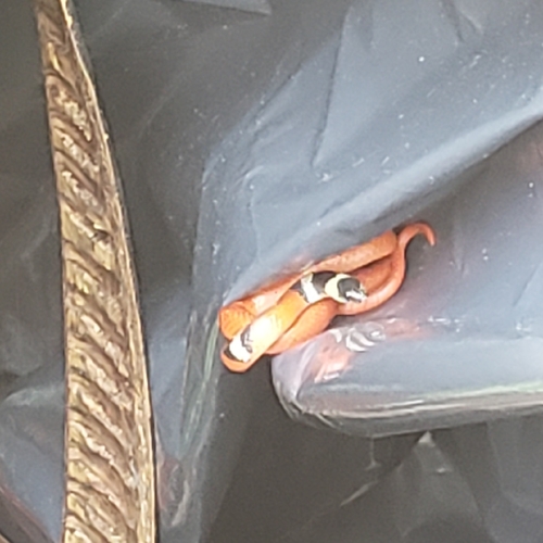 Michoacán Ground Snake
