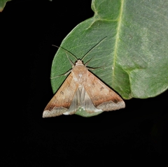 Ophiusa