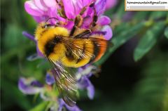 Bombus ignitus