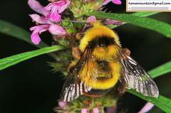 Bombus ignitus