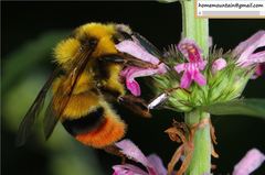 Bombus ignitus