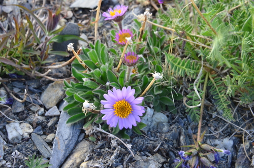 Alpine Aster
