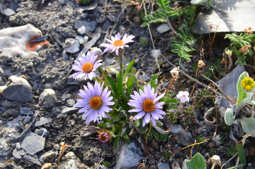 Alpine Aster