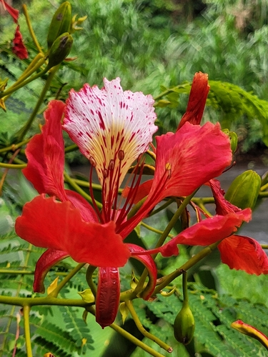 Flamboyant