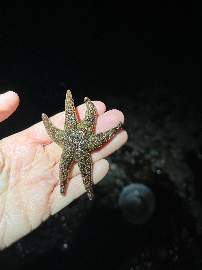 Six-rayed Star in November 2025 by Samuelle Simard-Provençal · iNaturalist