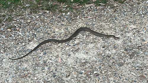 Common keelback sighting