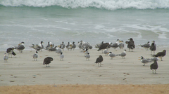 Ichthyaetus hemprichii
