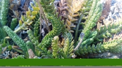 Horkelia clevelandii