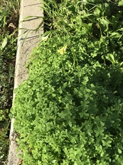 Oxalis pes-caprae