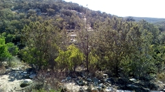 Cupressus forbesii