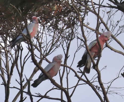 Galah