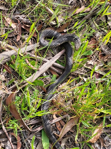 Lowlands Copperhead sighting