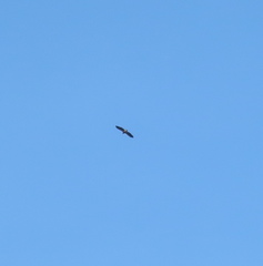 Haliaeetus albicilla